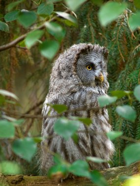 Gray owl on tree clipart