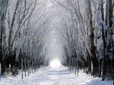 Kışın orman lane