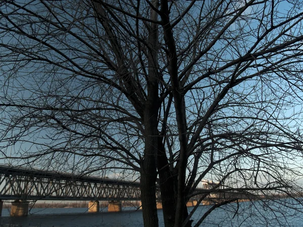 Yalnız ağaç ve köprü — Stok fotoğraf