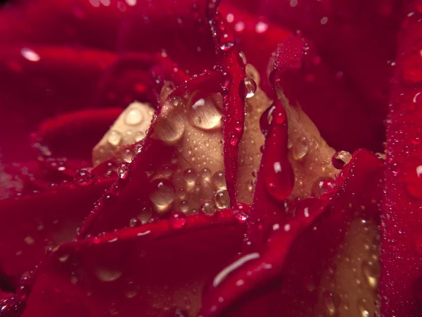 stock image Rose macro