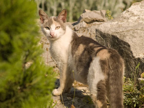 Gato en entorno natural mirando hacia atrás — Foto de Stock
