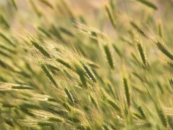 Пшеничные уши в поле — стоковое фото