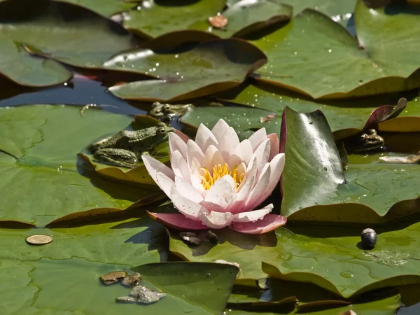 Pink Lotus and Frogs — Zdjęcie stockowe