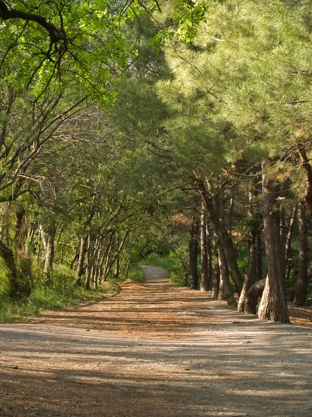 stock image Wood Lane under Sunlight