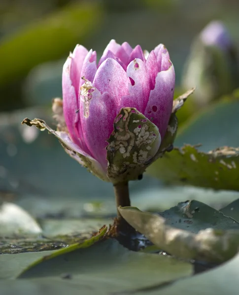 Lótus rosa na lagoa — Fotografia de Stock