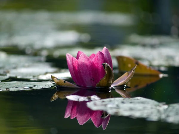 Pink Lotus in pond — Stock Photo, Image