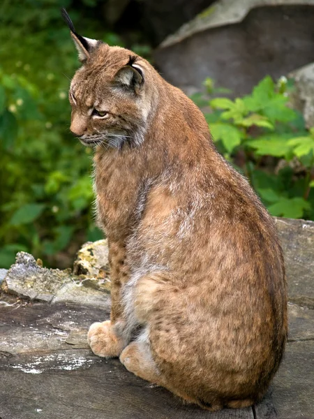 Doğal ortamda Lynx — Stok fotoğraf