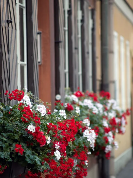 stock image City Flowers