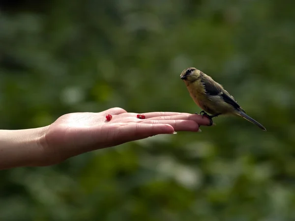 Πραγματικό πουλί στο χέρι — Φωτογραφία Αρχείου