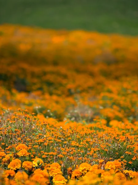 Marigold meadow — Stock Photo, Image