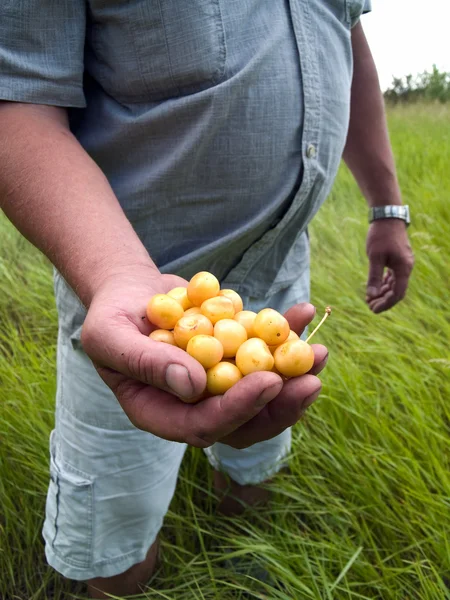 Stock image Farmer with cherry