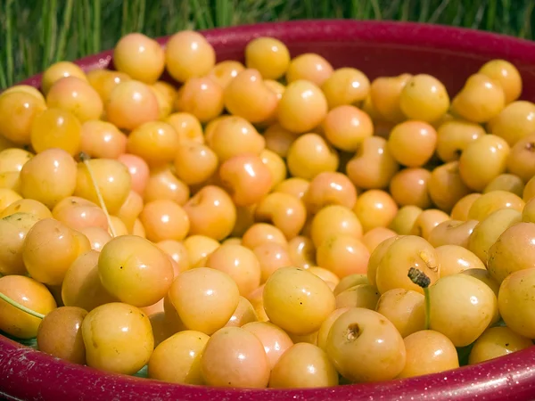 stock image Yellow cherries