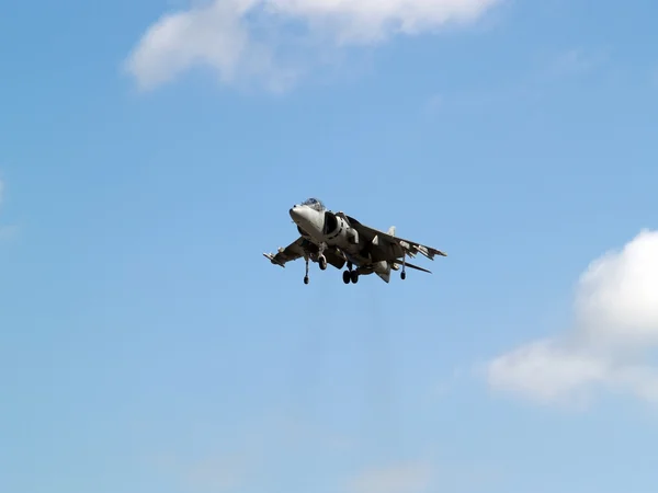Harrier pairando — Fotografia de Stock