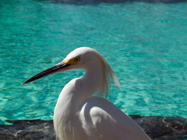 stock image Heron