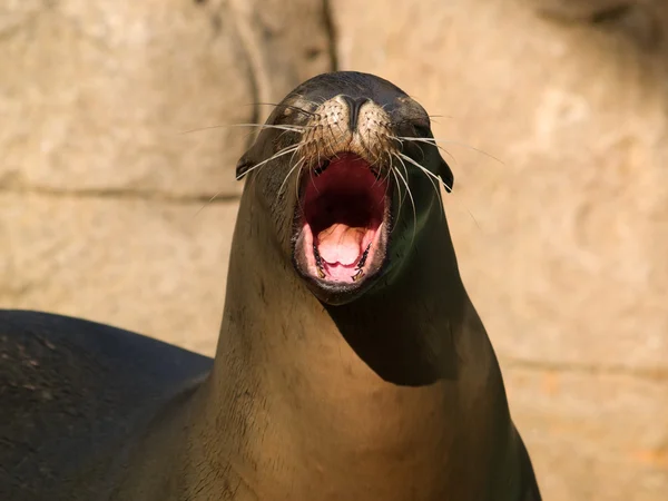 哭的海狮 — 图库照片