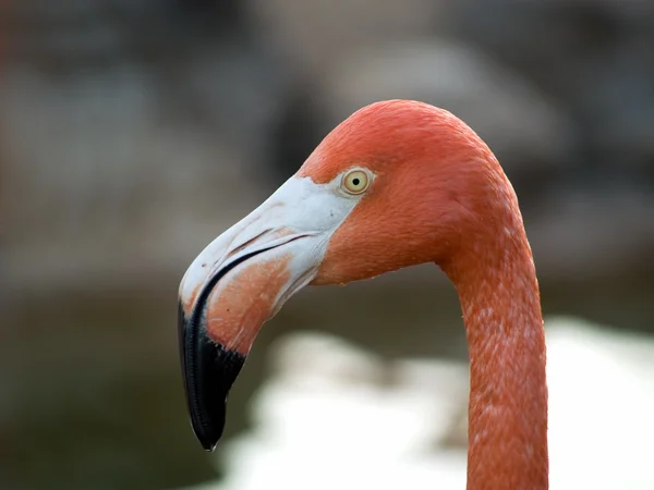 Flamingó fej közelről — Stock Fotó
