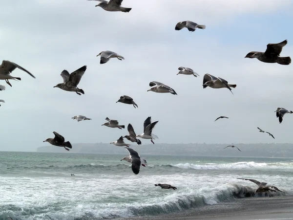 Grupo das gaivotas a descolar — Fotografia de Stock