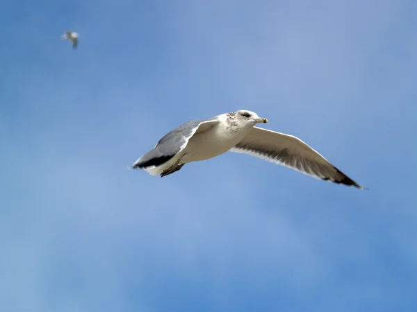 Чайка летит — стоковое фото