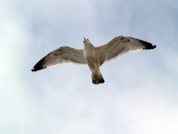 Gaviota volando — Foto de Stock