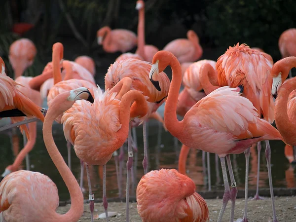 Flamingos Stockbild