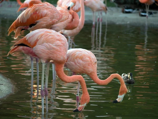 Flamingos Stock Snímky