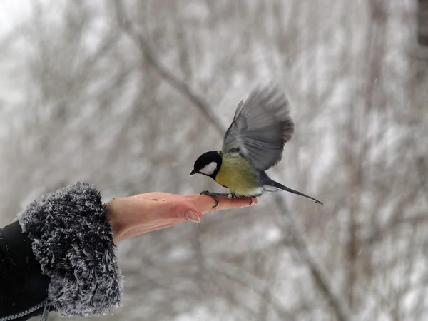 Titmouse ptaka w ręku — Zdjęcie stockowe
