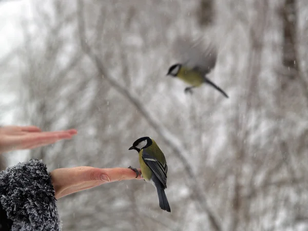Titmouse madár a kézben — Stock Fotó