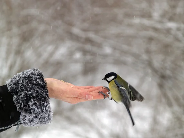 Titmouse pássaro na mão — Fotografia de Stock