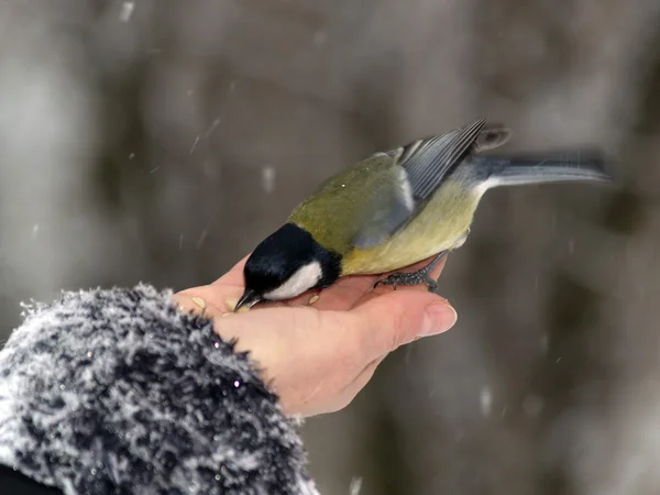Titmouse pájaro en la mano — Foto de Stock