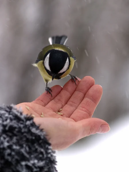 Titmouse madár a kézben — Stock Fotó