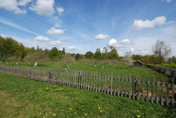 stock image Small cherry garden