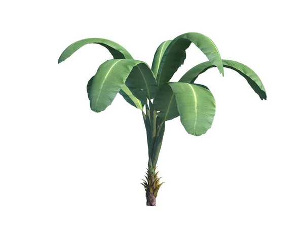 Green Leaf Isolated White Background Tropical Plant — Fotografia de Stock