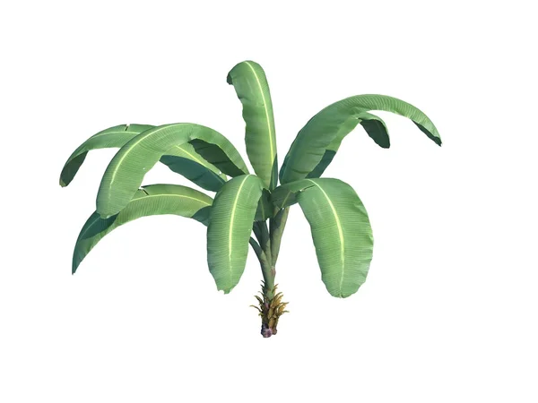 Green Leaf Banana Isolated White Background — Stock Photo, Image