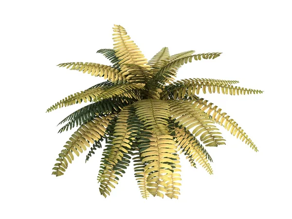 Render Palm Tree Isolated White Background — 图库照片