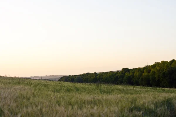 stock image summer landscape. green field and blue sky 