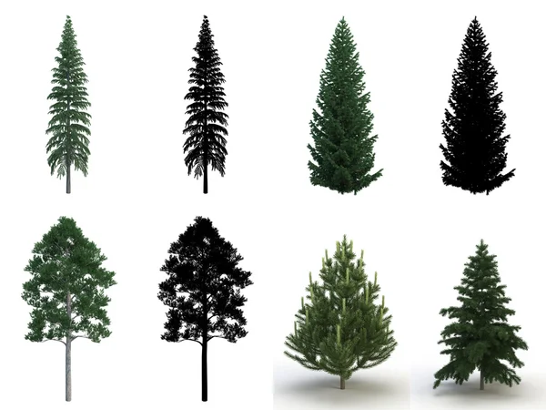 Rendering Pine Tree Isolated White Background — Foto Stock