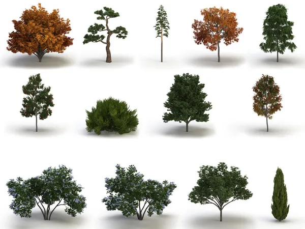 Collection Different Trees Isolated White Stock Image