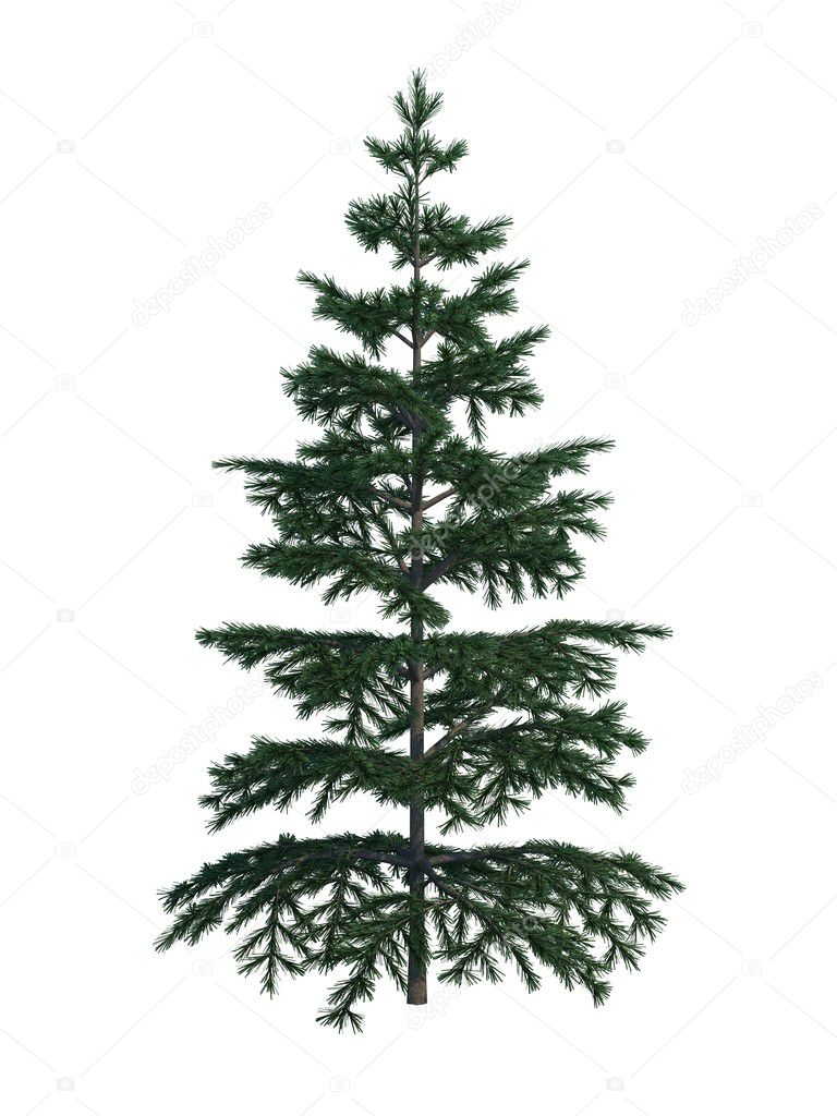 christmas tree isolated on white background 