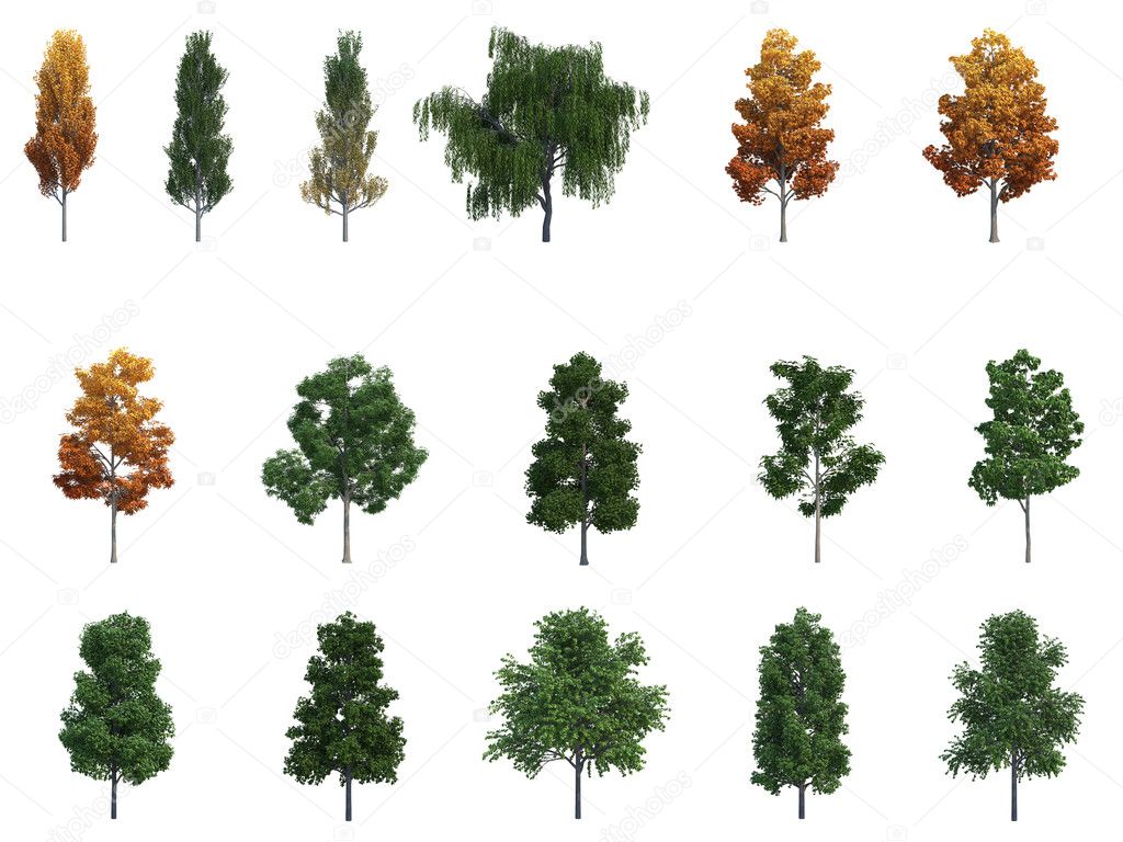 set of different trees on a white. isolated on white background. 