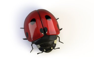 Isolated ladybird clipart