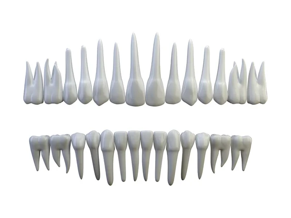 Izolowanych zębów — Zdjęcie stockowe