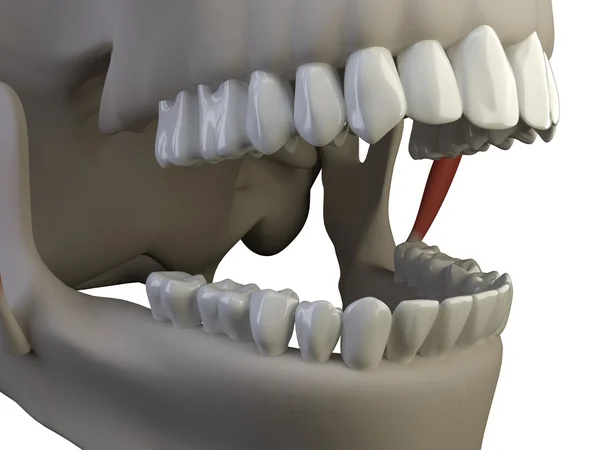 stock image Isolated teeth