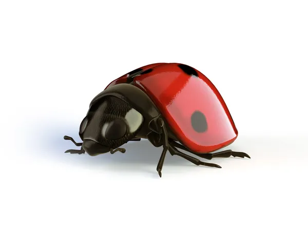 stock image Isolated ladybird