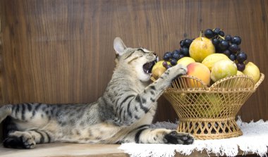 cat with apples and basket 