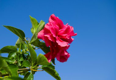 beautiful red roses on the background of the sky. 