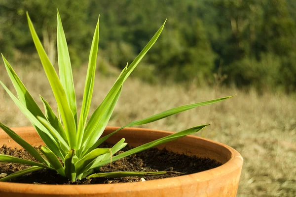 Aloe Vera Plant Pot — Stock Photo, Image