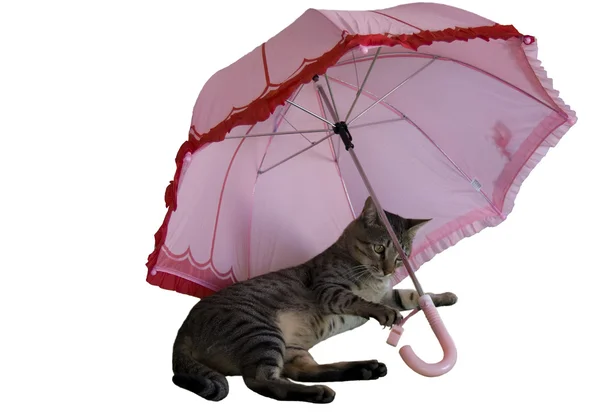 Striped Cat is plaing with a umbrella — Stock Photo, Image