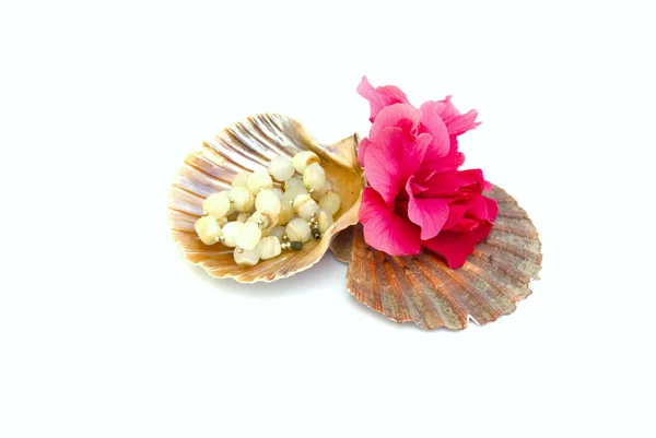 貝殻と分離された花 — ストック写真