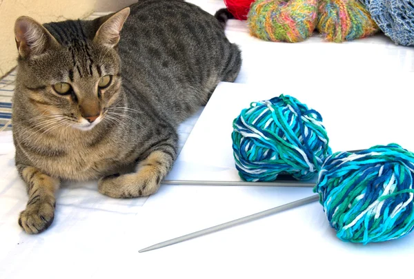 Cat with yarn — Stock Photo, Image