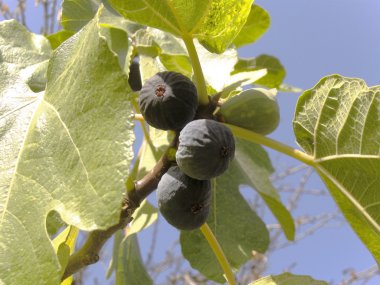 The black figs on the branch clipart